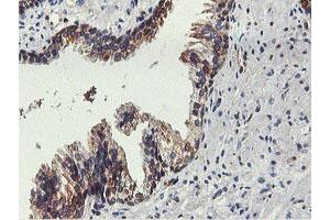 Image no. 3 for anti-Farnesyl-Diphosphate Farnesyltransferase 1 (FDFT1) antibody (ABIN1498243) (FDFT1 抗体)