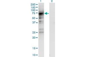 Western Blotting (WB) image for anti-Cyclin-Dependent Kinase 19 (CDK19) (AA 367-467) antibody (ABIN949086)