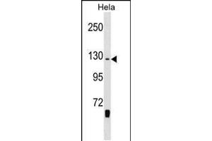 Western blot analysis in Hela cell line lysates (35ug/lane). (WHSC1 抗体  (C-Term))