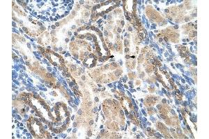 PSG1 antibody was used for immunohistochemistry at a concentration of 4-8 ug/ml to stain Epithelial cells of renal tubule (arrows) in Human Kidney. (PSG1 抗体  (N-Term))