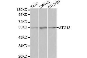 Western blot analysis of extracts of various cell lines, using ATG13 antibody. (ATG13 抗体  (AA 281-480))