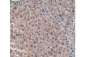 IHC-P analysis of Mouse Liver Tissue, with DAB staining. (Integrin beta 5 抗体  (AA 136-378))