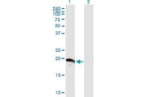 Western Blot analysis of SUMO3 expression in transfected 293T cell line by SUMO3 MaxPab polyclonal antibody. (SUMO3 抗体  (AA 1-103))
