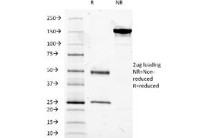 SDS-PAGE (SDS) image for anti-CD14 (CD14) (AA 25-148) antibody (ABIN6941093)