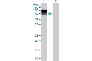 Western Blot analysis of SERPING1 expression in transfected 293T cell line by SERPING1 MaxPab polyclonal antibody.
