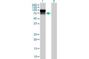 Western Blot analysis of SERPING1 expression in transfected 293T cell line by SERPING1 MaxPab polyclonal antibody. (SERPING1 抗体  (AA 1-500))