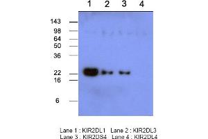 Western Blotting (WB) image for anti-Killer Cell Immunoglobulin-Like Receptor, Two Domains, Long Cytoplasmic Tail, 1 (KIR2DL1) (AA 23-223) antibody (ABIN121182)