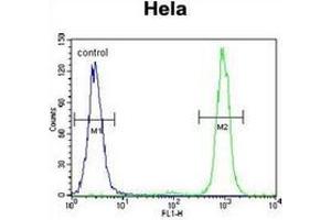 Flow cytometric analysis of Hela cells using SSH3 Antibody (C-term) Cat. (SSH3 抗体  (C-Term))