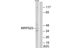 Western Blotting (WB) image for anti-Mitochondrial Ribosomal Protein S22 (MRPS22) (Internal Region) antibody (ABIN1851554) (MRPS22 抗体  (Internal Region))