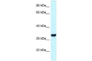 Western Blot showing Hey1 antibody used at a concentration of 1. (HEY1 抗体  (C-Term))