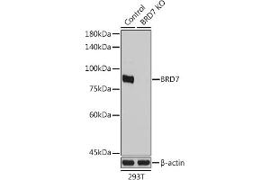 Western blot analysis of extracts from normal (control) and BRD7 Rabbit pAb knockout (KO) 293T cells, using BRD7 Rabbit pAb antibody (ABIN1678903, ABIN3015974, ABIN3015975 and ABIN6219482) at 1:1000 dilution. (BRD7 抗体  (AA 1-95))