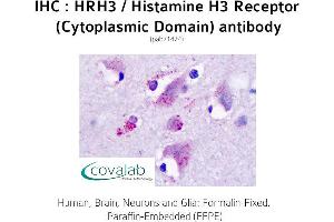 Image no. 2 for anti-Histamine Receptor H3 (HRH3) (2nd Cytoplasmic Domain) antibody (ABIN1735574) (HRH3 抗体  (2nd Cytoplasmic Domain))