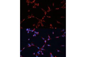 Immunofluorescence (IF) image for anti-Guanine Nucleotide Binding Protein (G Protein), alpha Inhibiting Activity Polypeptide 2 (GNAI2) (AA 1-355) antibody (ABIN7267538)