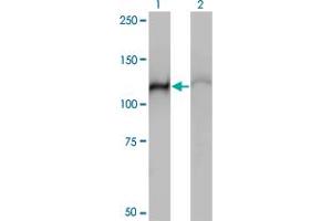 Western Blot analysis of HSPA4 expression in transfected 293T cell line by HSPA4 monoclonal antibody (M01), clone 3A11. (HSPA4 抗体  (AA 1-148))