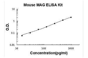 Myelin Associated Glycoprotein (MAG) ELISA Kit