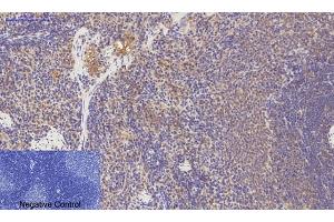 Immunohistochemical analysis of paraffin-embedded rat spleen tissue.