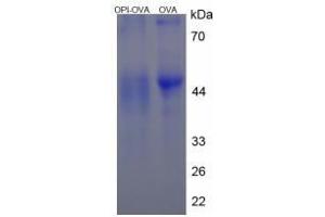 Image no. 3 for Proline Rich, Lacrimal 1 (PROL1) protein (Ovalbumin) (ABIN2127460) (PROL1 Protein (Ovalbumin))