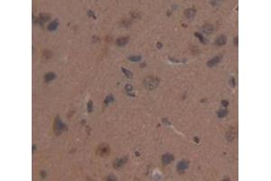 IHC-P analysis of Rat Tissue, with DAB staining. (MIB2 抗体  (AA 407-663))
