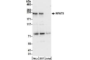 anti-Nuclear Factor of Activated T-Cells 5, Tonicity-Responsive (NFAT5) (AA 1481-1531) antibody