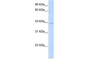 WB Suggested Anti-KCMF1 Antibody Titration:  0. (KCMF1 抗体  (N-Term))