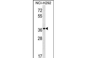 PGA5 Antibody (C-term) (ABIN1537193 and ABIN2850510) western blot analysis in NCI- cell line lysates (35 μg/lane). (PGA5 抗体  (C-Term))