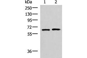 Western blot analysis of 293T and Jurkat cell lysates using GPKOW Polyclonal Antibody at dilution of 1:2000 (GPKOW 抗体)