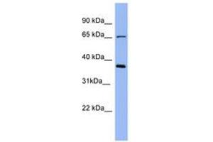 Image no. 1 for anti-Uromodulin (UMOD) (AA 503-552) antibody (ABIN6741678) (Uromodulin 抗体  (AA 503-552))