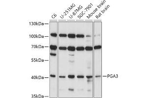 Western blot analysis of extracts of various cell lines, using PG antibody (ABIN7269204) at 1:1000 dilution.