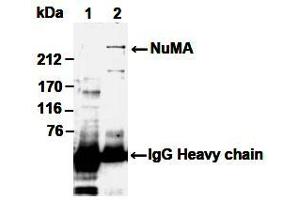 Western Blotting (WB) image for anti-Nuclear Mitotic Apparatus Protein 1 (NUMA1) antibody (ABIN1449239) (NUMA1 抗体)