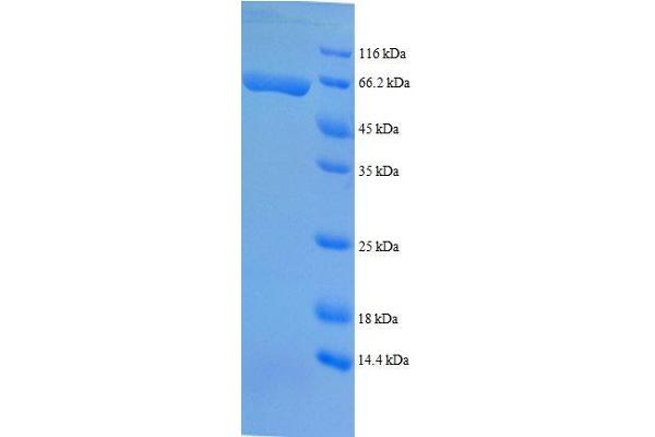 TSTA3 Protein (AA 1-314, partial) (GST tag)