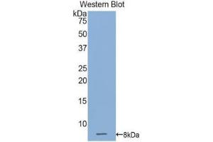 Western Blotting (WB) image for anti-Gap Junction Protein, beta 3, 31kDa (GJB3) (AA 211-269) antibody (ABIN1174649)