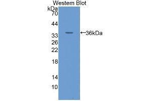 Western blot analysis of the recombinant protein. (SLC2A14 抗体  (AA 51-105))