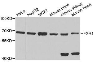 Western blot analysis of extracts of various cell lines, using FXR1 antibody (ABIN1876971) at 1:1000 dilution. (FXR1 抗体)