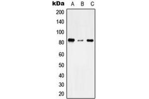Western blot analysis of TMC7 expression in THP1 (A), NIH3T3 (B), H9C2 (C) whole cell lysates. (TMC7 抗体  (C-Term))