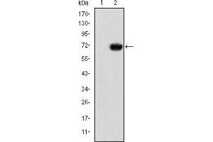 Western blot analysis using GATA5 mAb against HEK293 (1) and GATA5-hIgGFc transfected HEK293 (2) cell lysate. (GATA5 抗体)