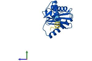 Protein Structure (PS) image for Adaptor-Related Protein Complex 1, sigma 2 Subunit (AP1S2) (AA 1-157) protein (His tag) (ABIN7552306)