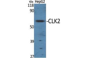 Western Blot (WB) analysis of specific cells using CLK2 Polyclonal Antibody. (CLK2 抗体  (N-Term))