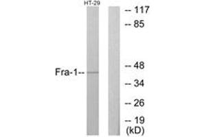 Western blot analysis of extracts from HT-29 cells, using Fra-1 Antibody. (FOSL1 抗体  (AA 101-150))