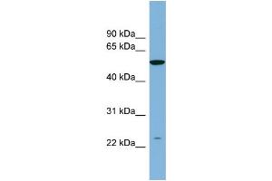 WB Suggested Anti-PAOX  Antibody Titration: 0. (PAOX 抗体  (N-Term))