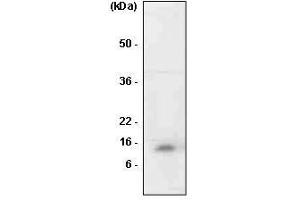 The cell lysates of HL-60 was resolved by SDS-PAGE, transferred to PVDF membrane and probed with anti-human MIF antibody (1:1,000). (MIF 抗体  (AA 1-114))