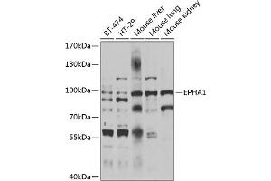 Western blot analysis of extracts of various cell lines, using EPH antibody  at 1:1000 dilution.