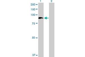 Western Blotting (WB) image for anti-Sema Domain, Immunoglobulin Domain (Ig), Transmembrane Domain (TM) and Short Cytoplasmic Domain, (Semaphorin) 4A (Sema4a) (AA 1-761) antibody (ABIN528572)
