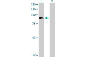 Western Blot analysis of SEMA4A expression in transfected 293T cell line by SEMA4A MaxPab polyclonal antibody. (Sema4a 抗体  (AA 1-761))