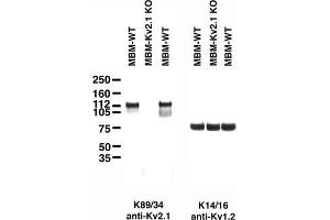 Immunoblot on adult mouse brain membranes from two wild-type mice (MBM-WT) and one Kv2.
