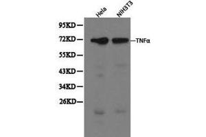 Western blot analysis of extracts of Hela and NIH3T3 cells, using TNFα antibody. (TNF alpha 抗体  (C-Term))
