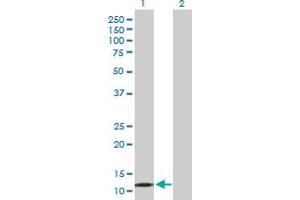 Western Blot analysis of PPP1R1C expression in transfected 293T cell line by PPP1R1C MaxPab polyclonal antibody.