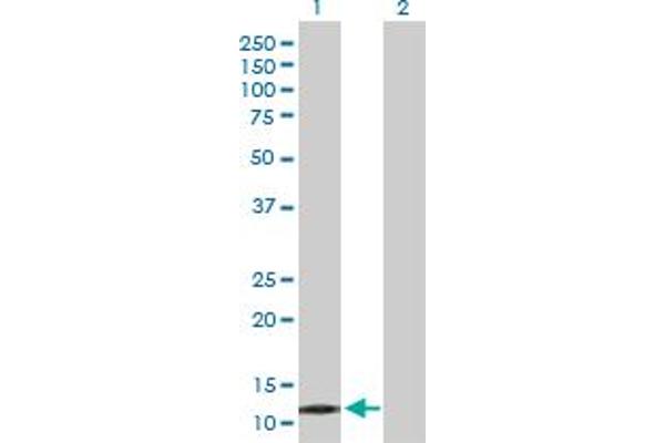 PPP1R1C antibody  (AA 1-109)