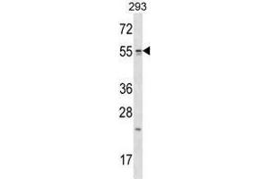 TTC23 Antibody (Center) western blot analysis in 293 cell line lysates (35 µg/lane). (TTC23 抗体  (Middle Region))