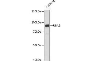 Western blot analysis of extracts of Rat lung, using UB antibody (ABIN7270634) at 1:1000 dilution. (UBA2 抗体  (AA 60-160))