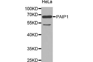 Western Blotting (WB) image for anti-Poly(A) Binding Protein Interacting Protein 1 (PAIP1) antibody (ABIN1877071) (PAIP1 抗体)